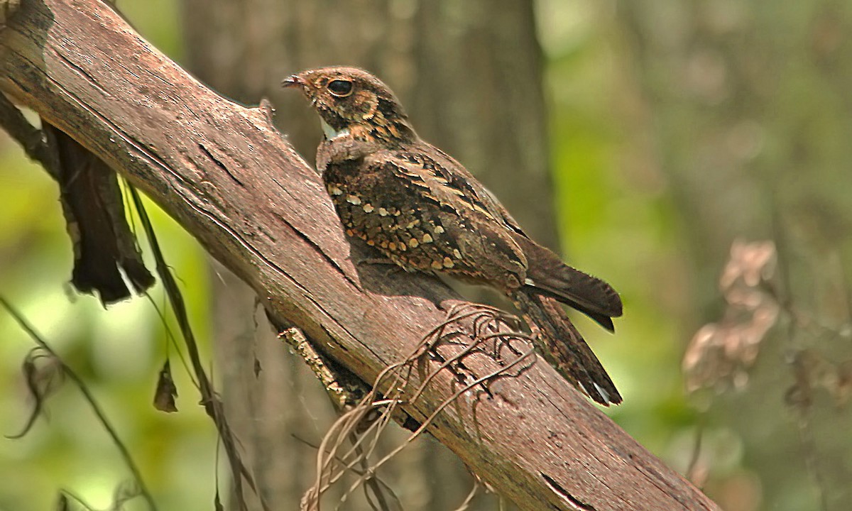 Little Nightjar - Adrián Braidotti