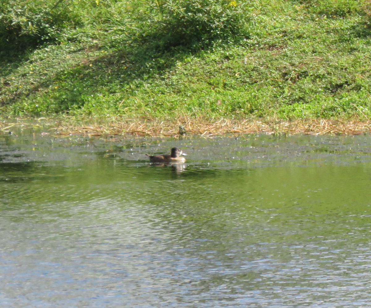 Ring-necked Duck - ML274866191