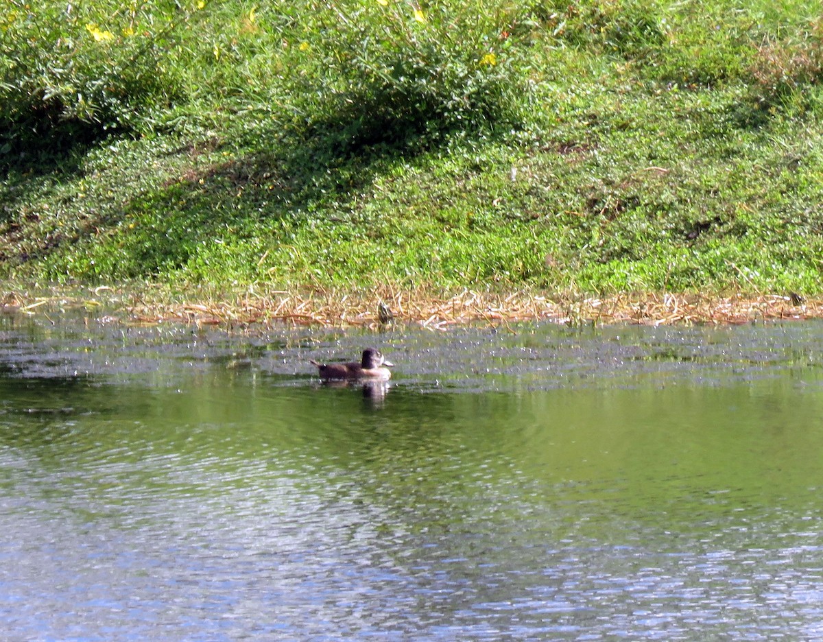 Ring-necked Duck - ML274866201