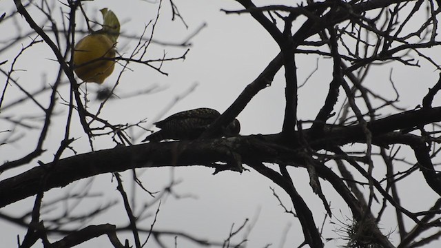 White-spotted Woodpecker - ML274867101