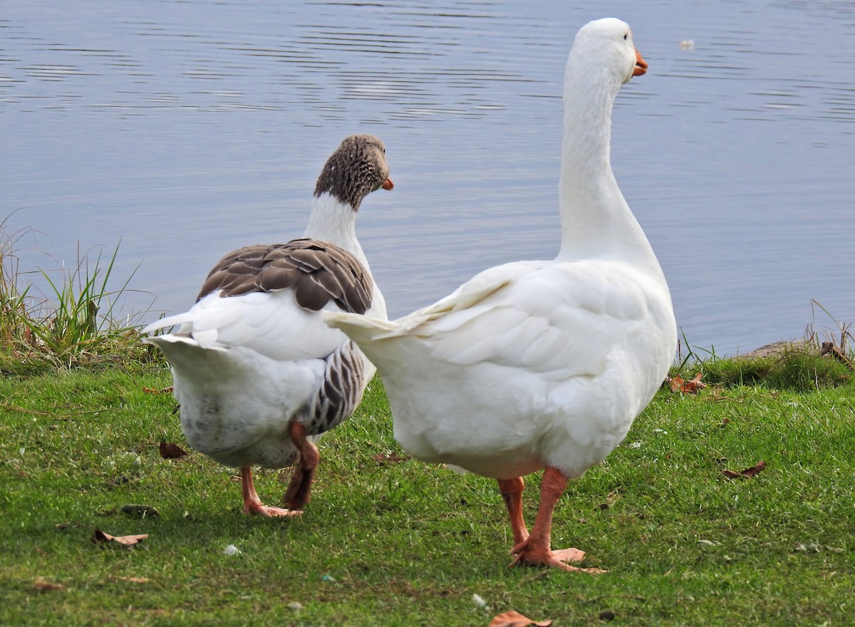 Domestic goose sp. (Domestic type) - Lydia Curtis