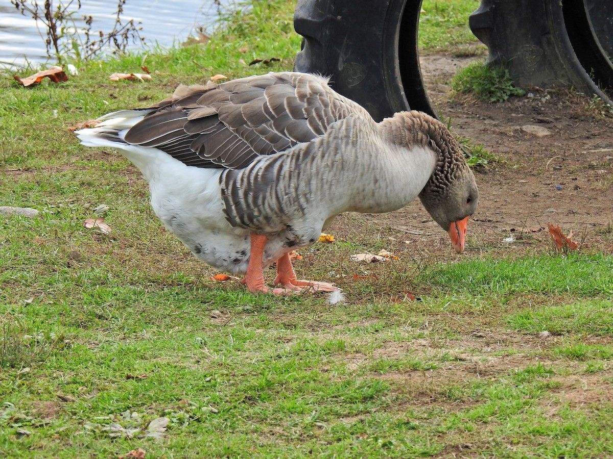 Domestic goose sp. (Domestic type) - Lydia Curtis