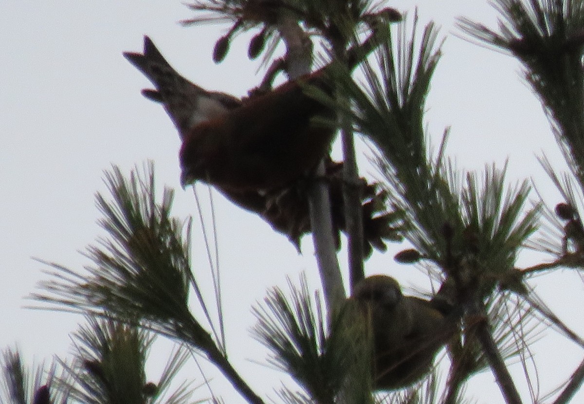 Red Crossbill - ML274867761