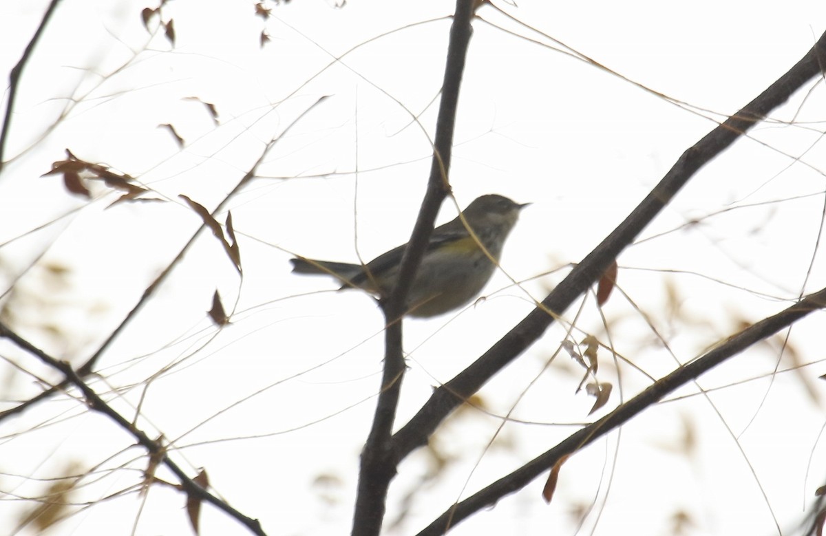 Yellow-rumped Warbler (Myrtle) - ML274870861