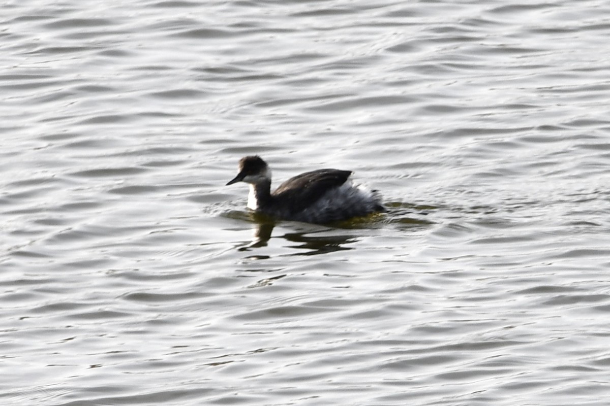 Eared Grebe - ML274870951