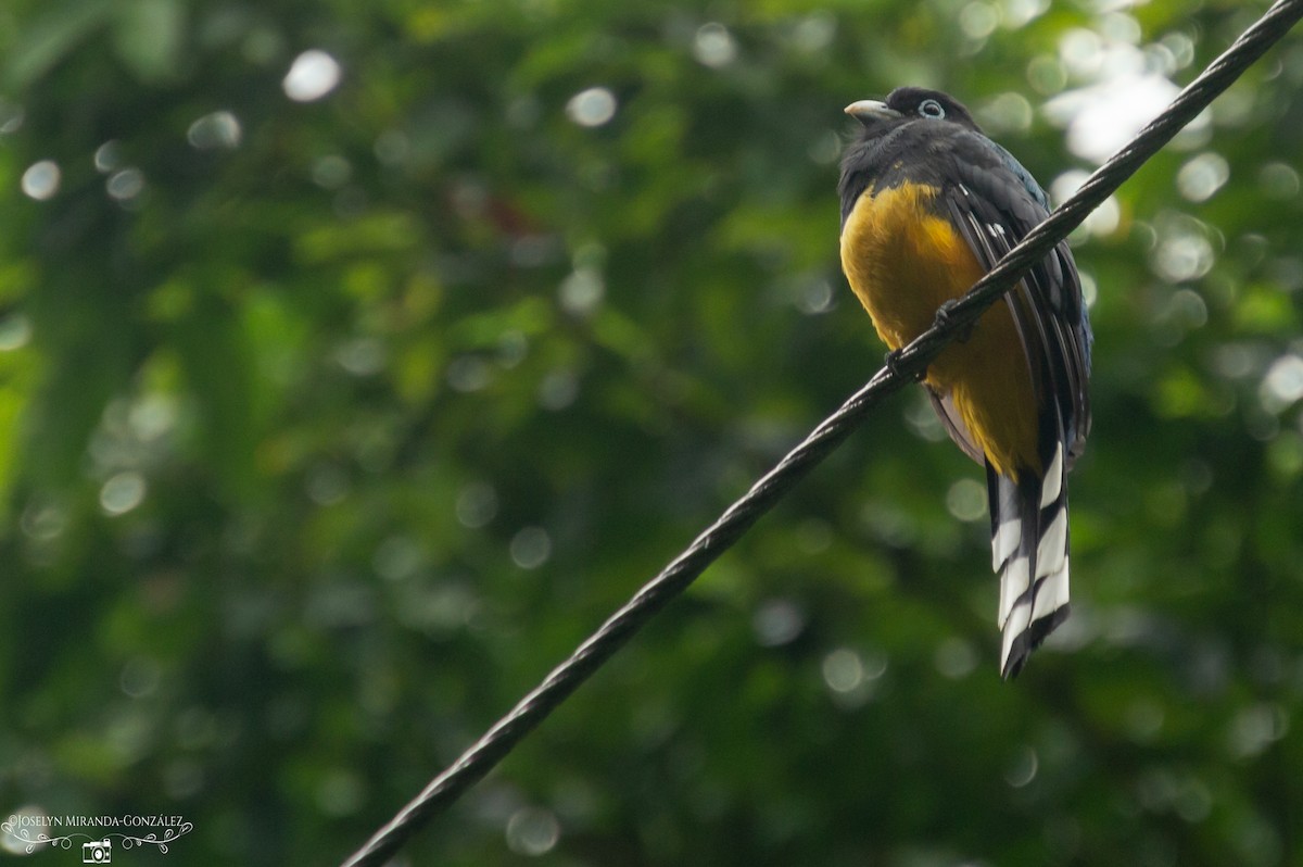 trogon černohlavý - ML274871081