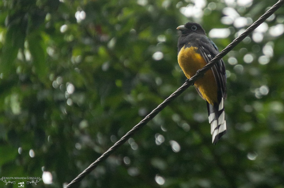trogon černohlavý - ML274871151