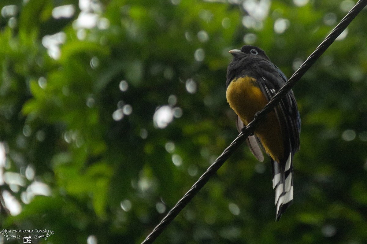 trogon černohlavý - ML274871161