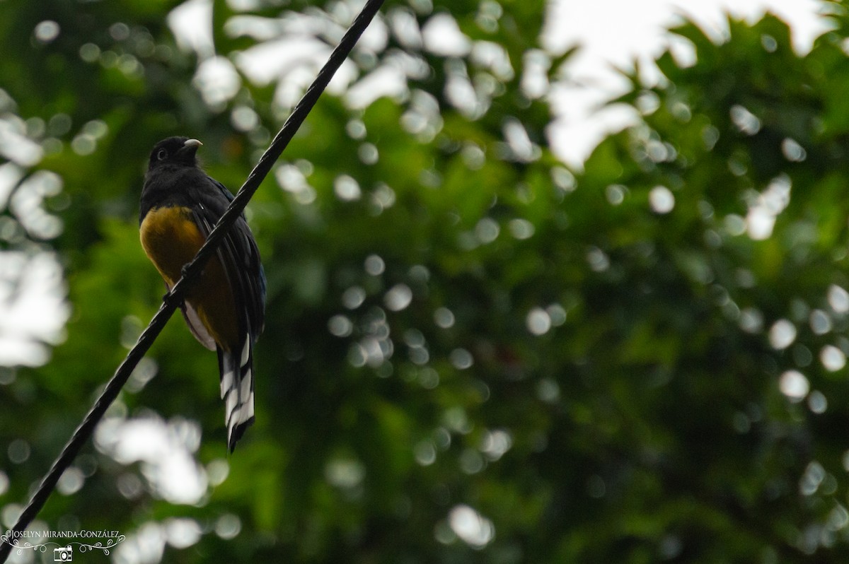 trogon černohlavý - ML274871231