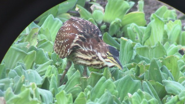 Schrenck's Bittern - ML274872111