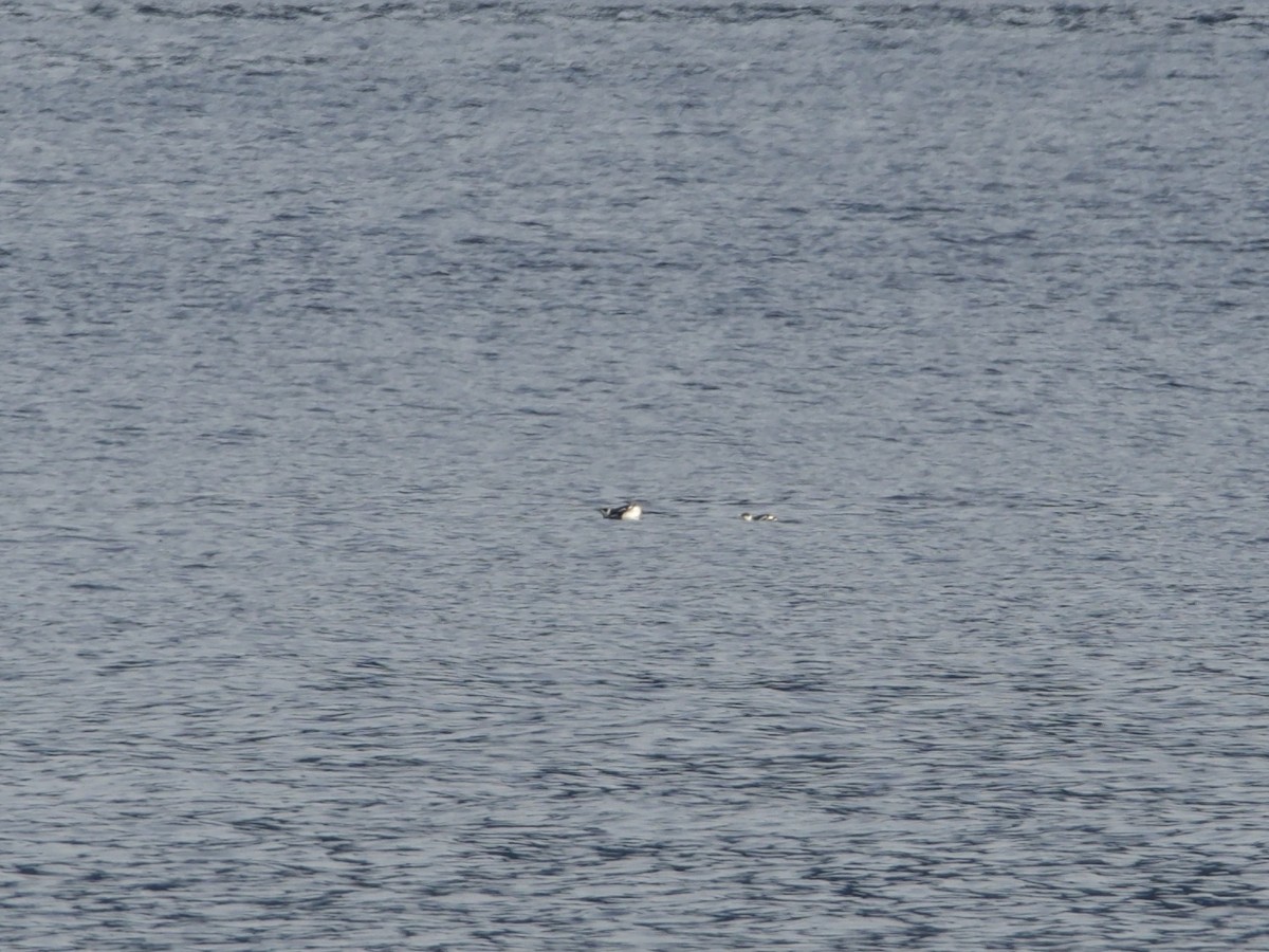 Marbled Murrelet - ML274872641