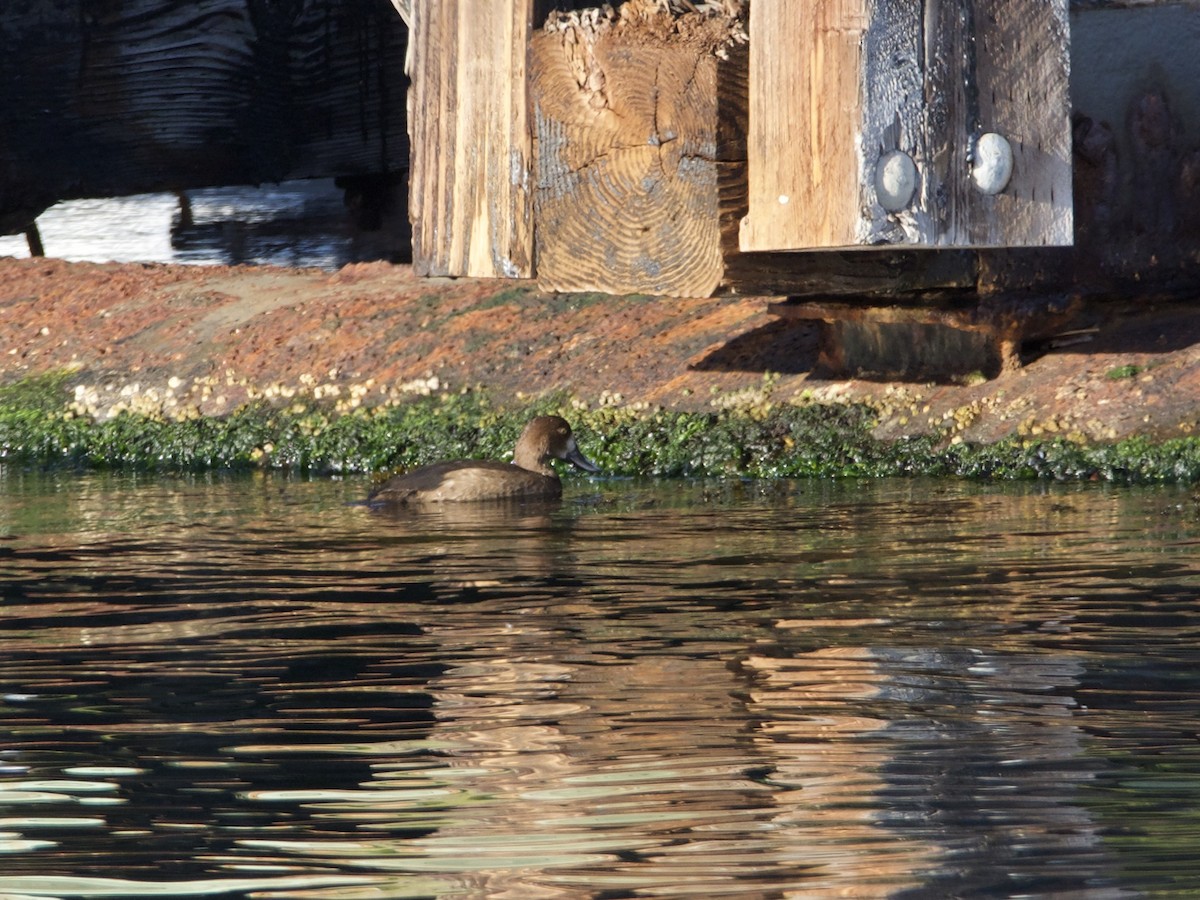 Greater Scaup - ML274872721