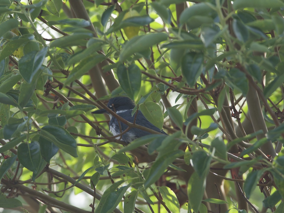 Belted Kingfisher - ML274873011