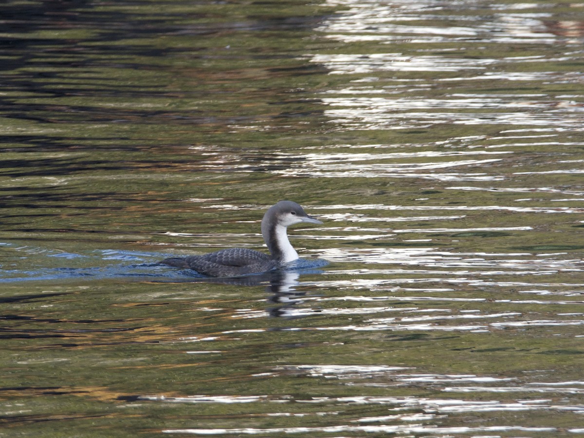 Pacific Loon - ML274873041