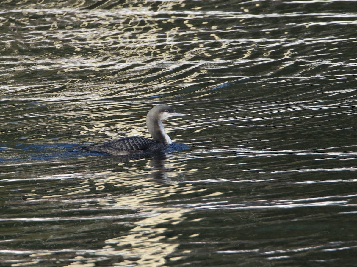 Pacific Loon - ML274873051