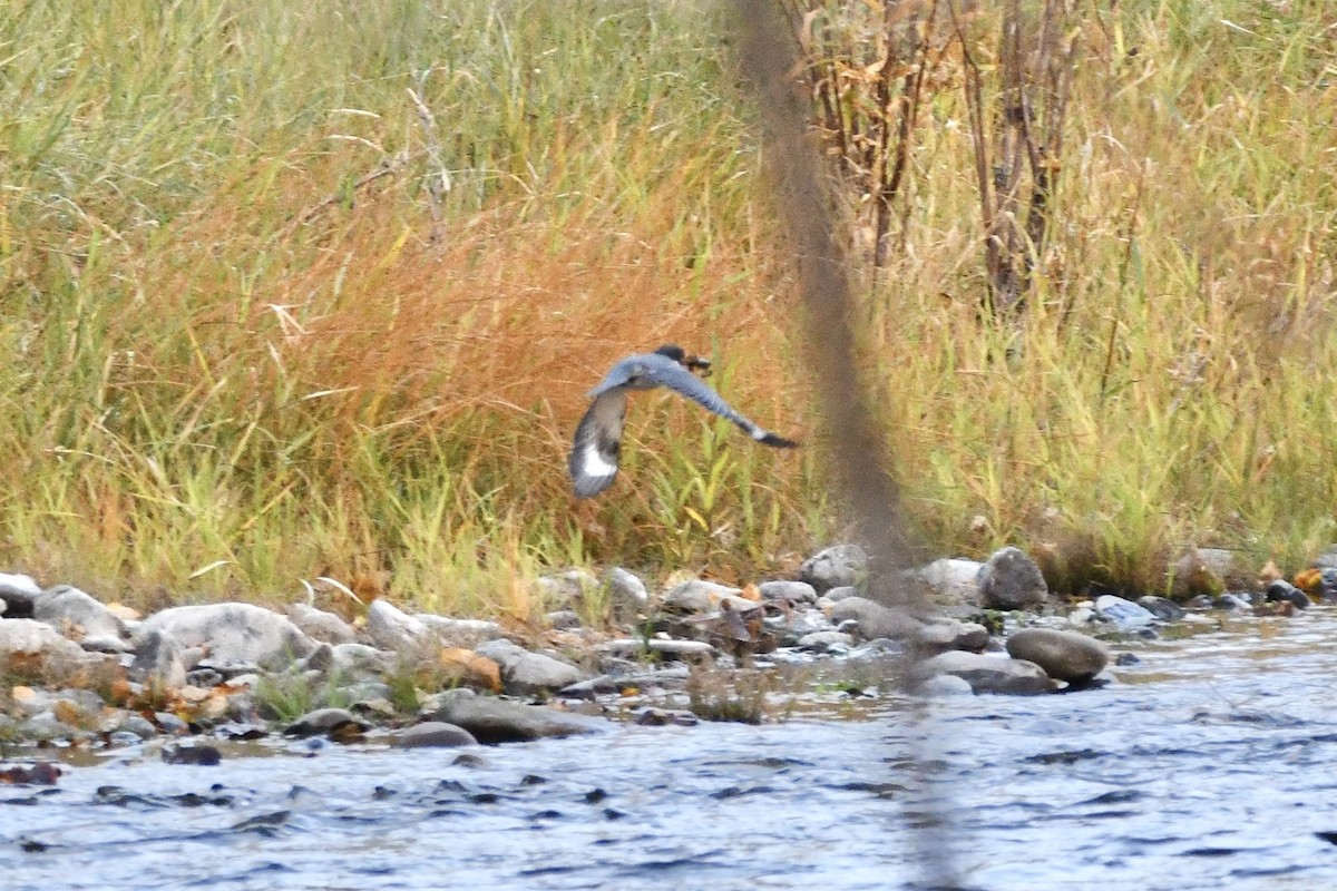 Belted Kingfisher - ML274873531