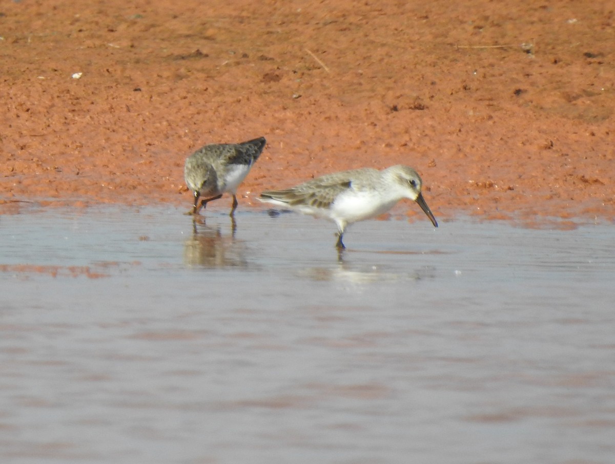 Bergstrandläufer - ML274874341