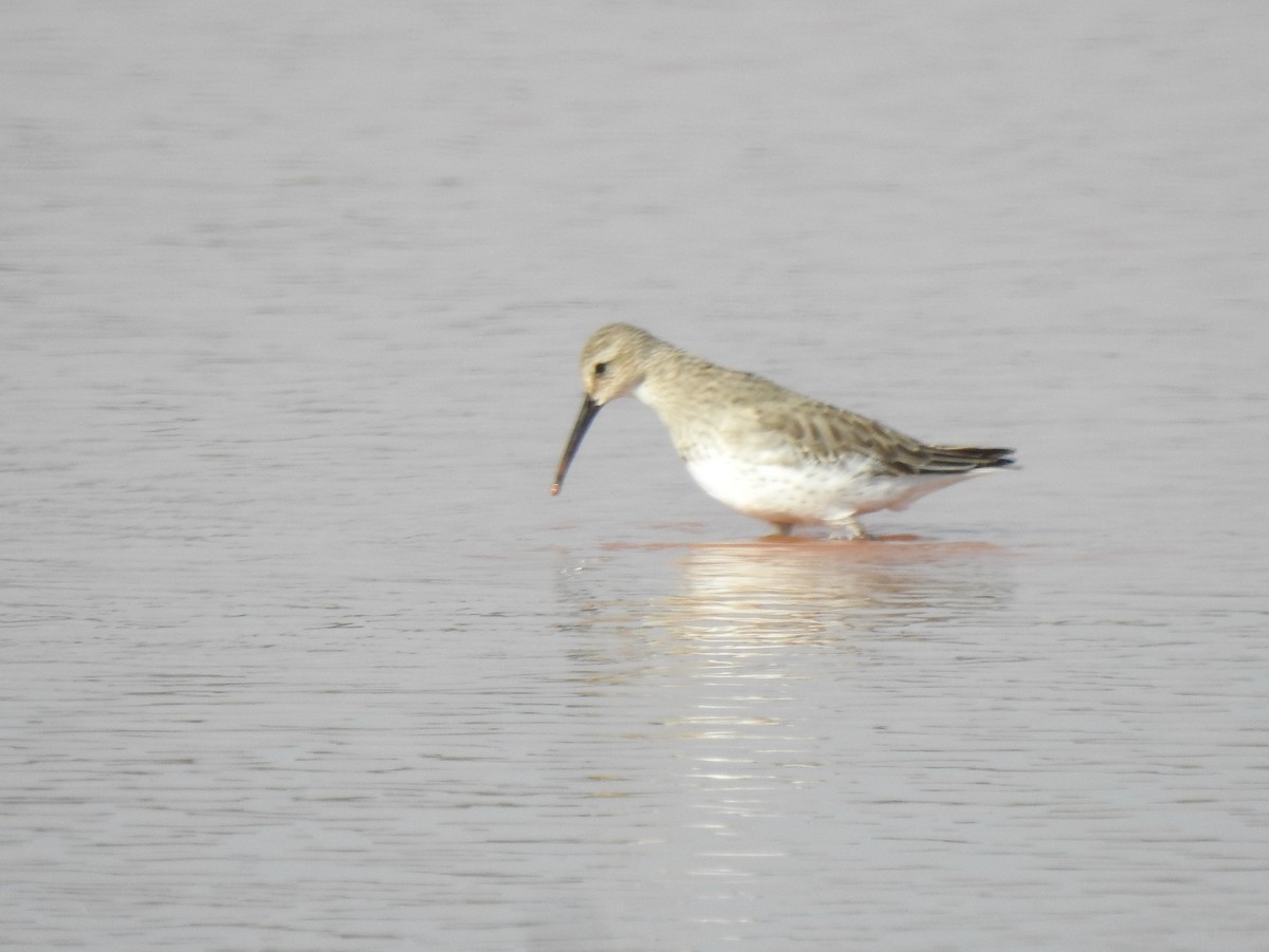 Dunlin - ML274874451