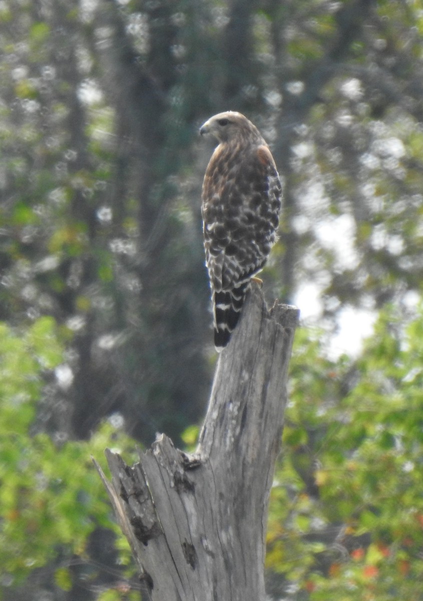 Red-shouldered Hawk - ML274874491