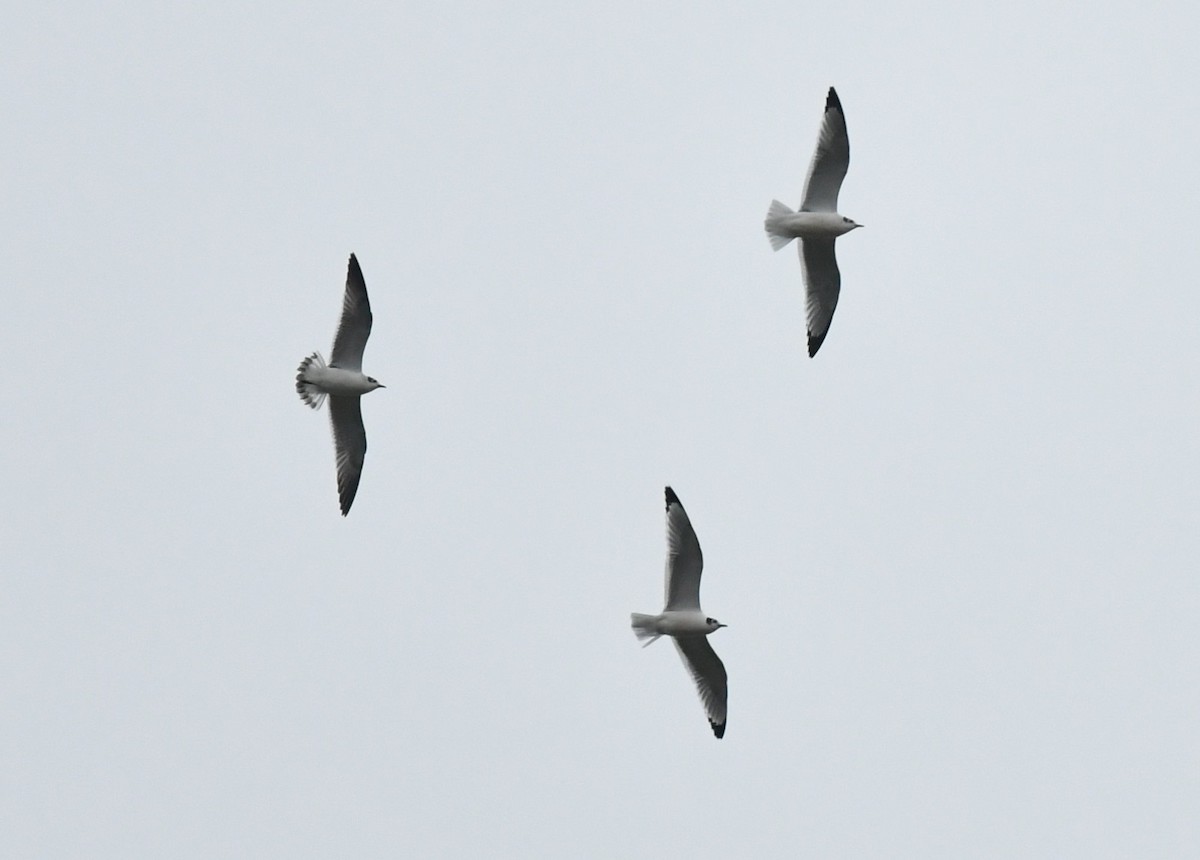 Franklin's Gull - ML274874721