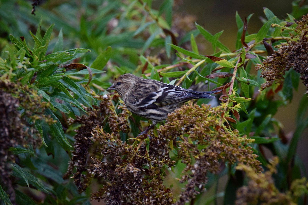 Pine Siskin - Alex Busato