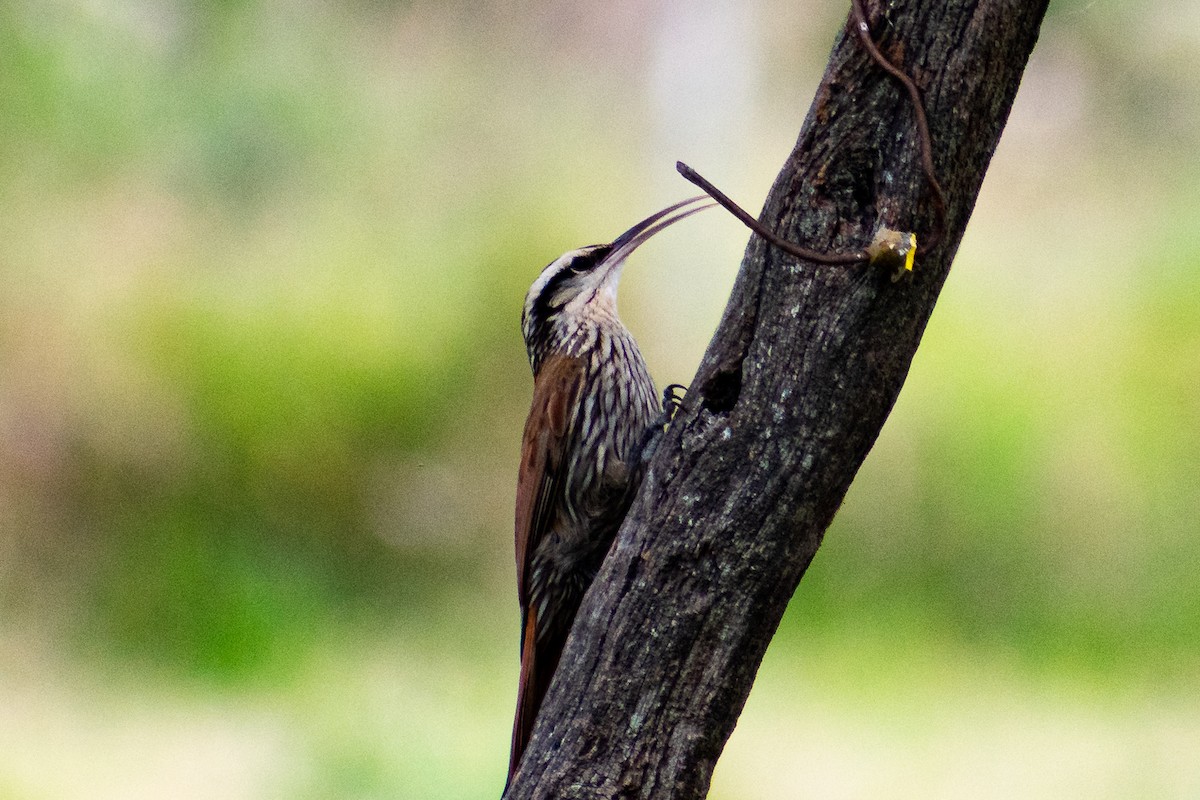 Narrow-billed Woodcreeper - ML274876311