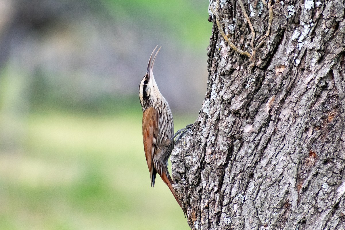 Narrow-billed Woodcreeper - ML274876421