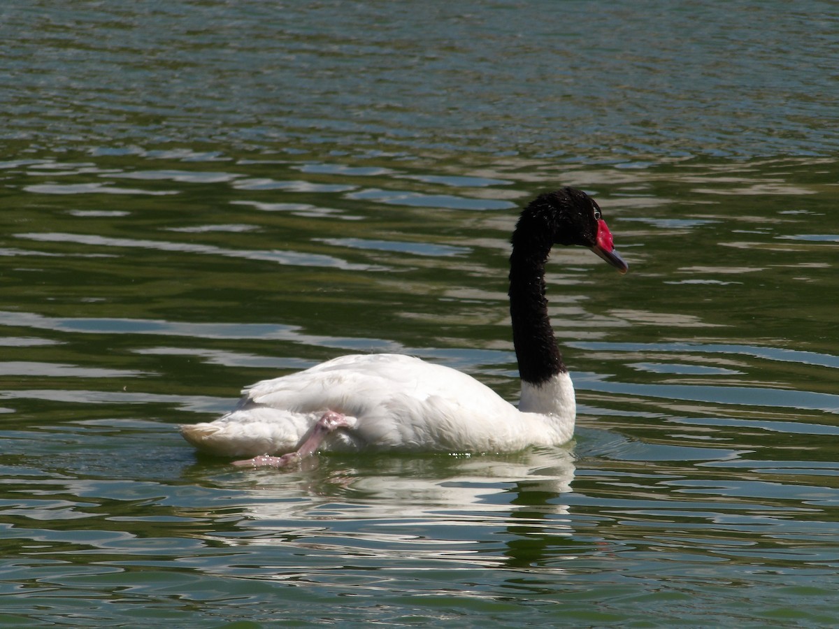 Black-necked Swan - ML274877011