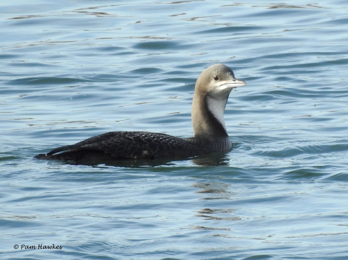 Pacific Loon - ML274880481