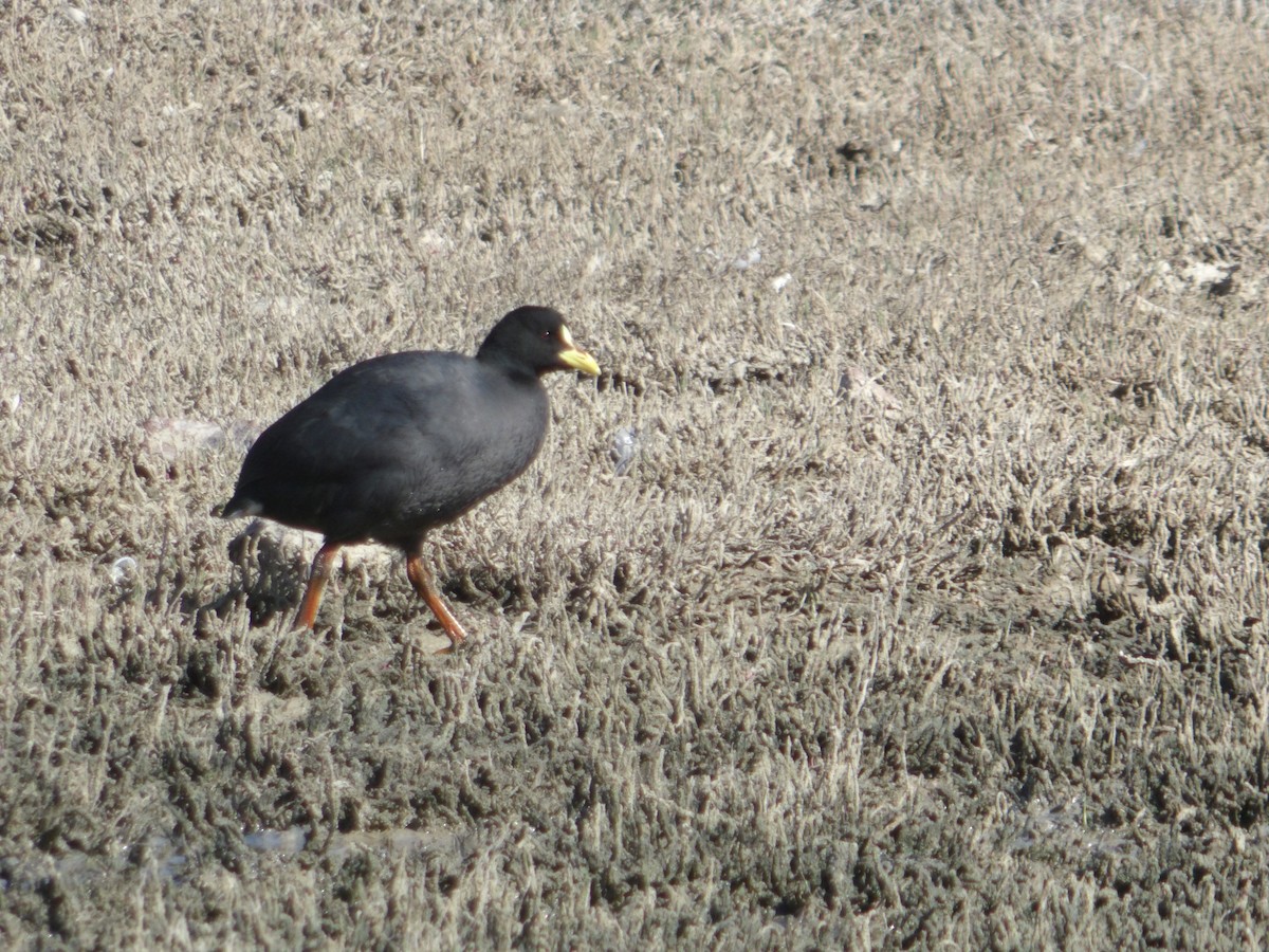 Red-gartered Coot - ML274881111