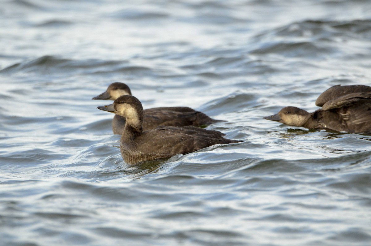 Black Scoter - Kaitlin Svabek