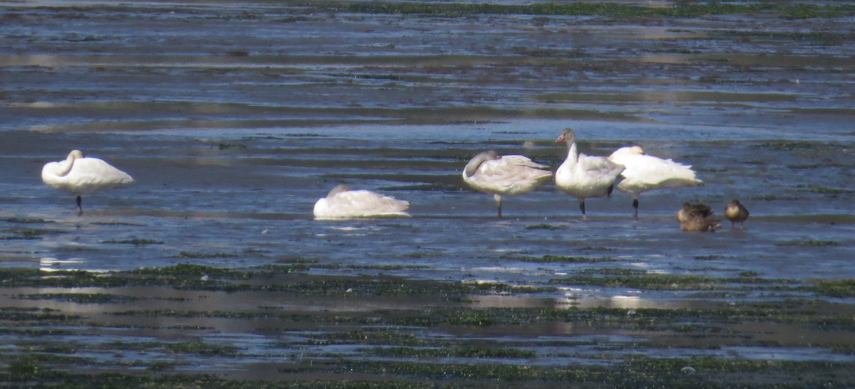 Tundra Swan (Whistling) - ML274881611