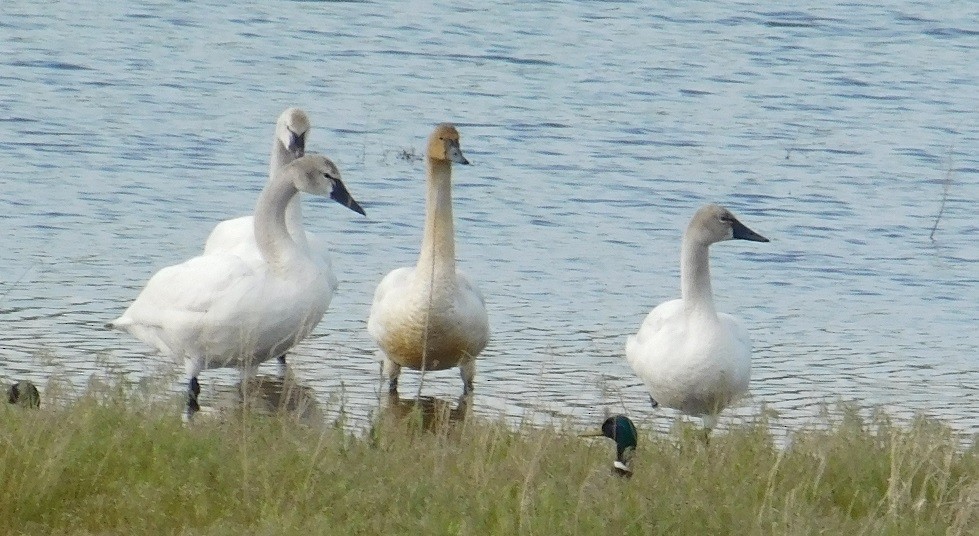 Cygne siffleur - ML27488231