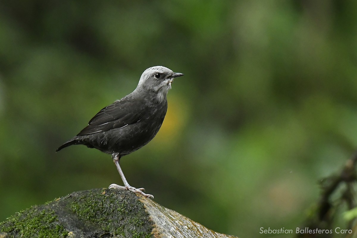 White-capped Dipper (Santa Marta) - ML274883181