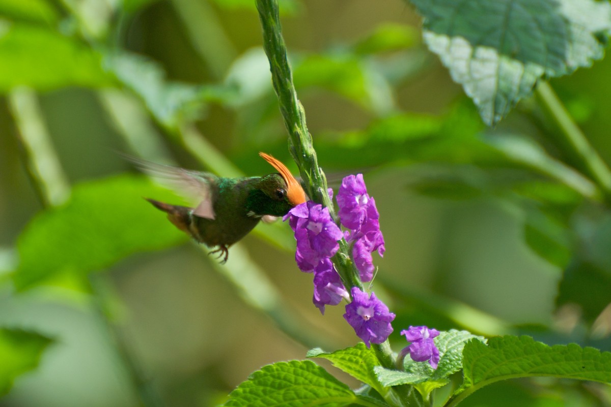 Rufous-crested Coquette - ML274883191