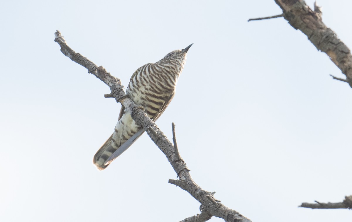 Shining Bronze-Cuckoo - John Daniels