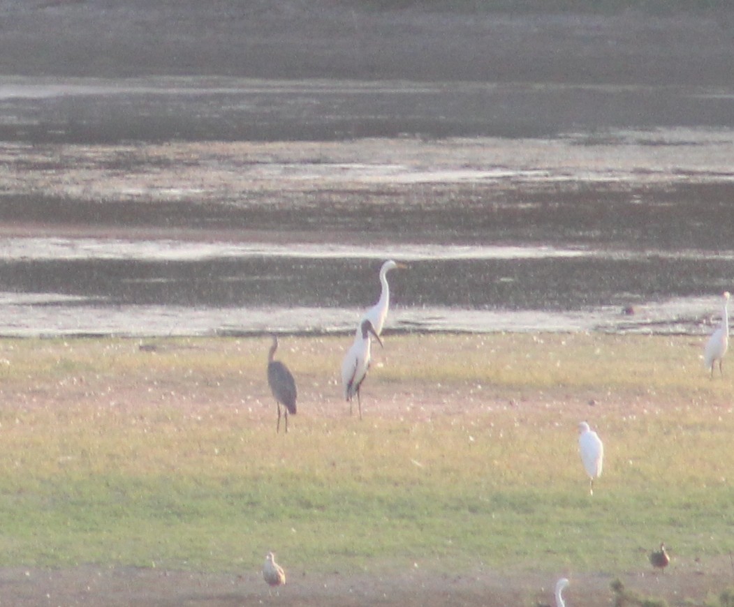 Wood Stork - ML274885121