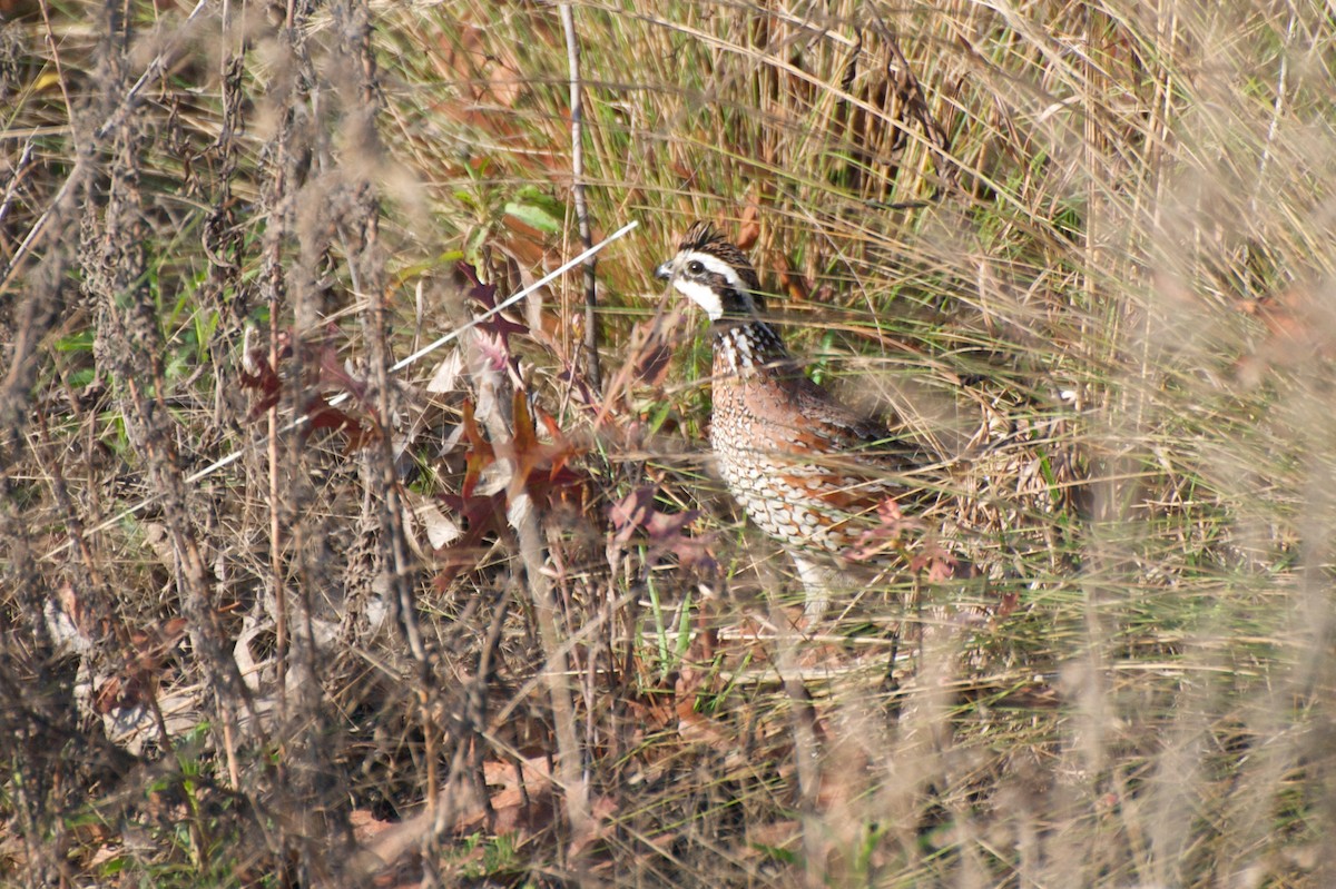 Northern Bobwhite - ML274885871