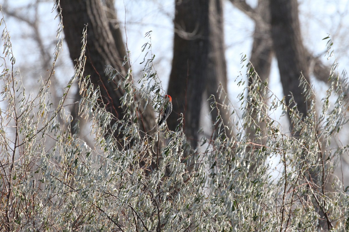 Red-bellied Woodpecker - Mike Rabenberg