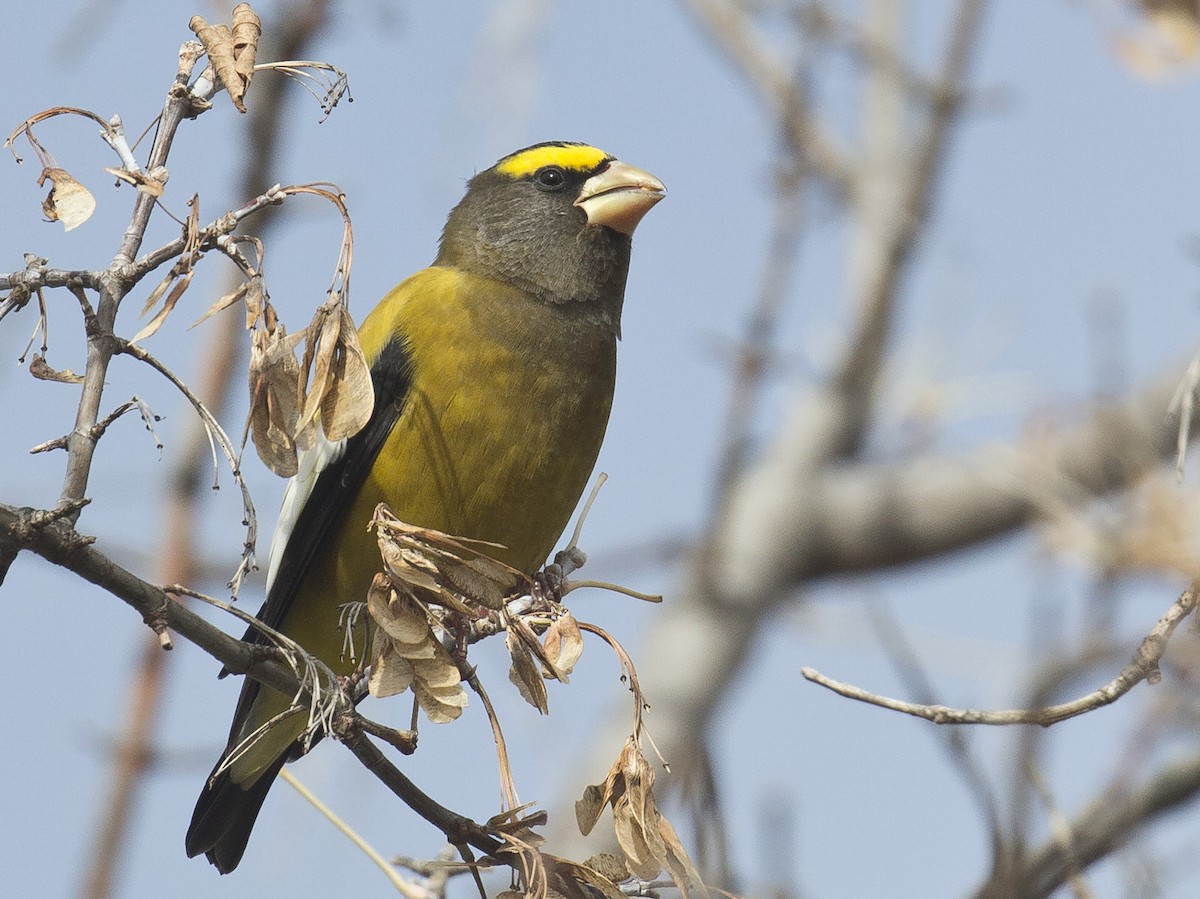 Evening Grosbeak - ML274887011