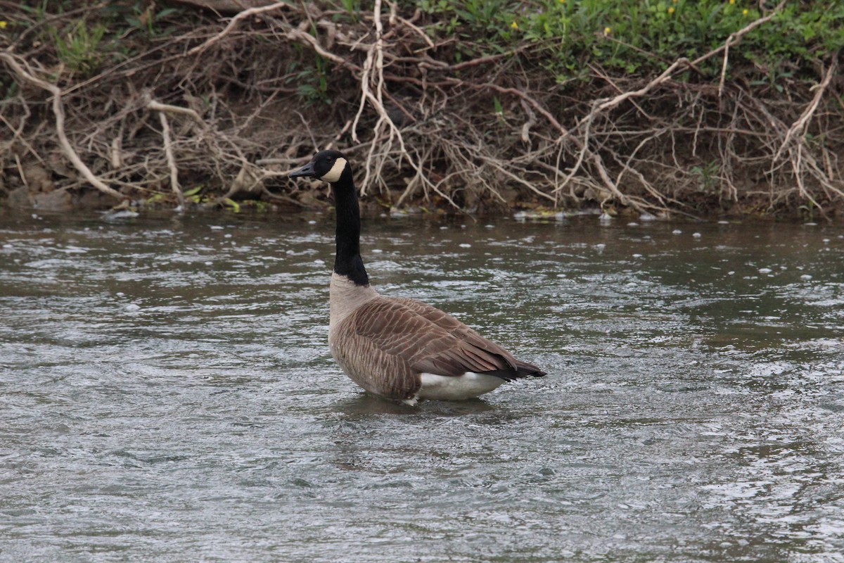 Canada Goose - ML27488751