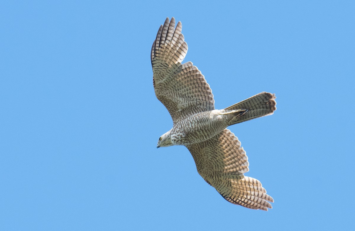 Brown Goshawk - ML274887811