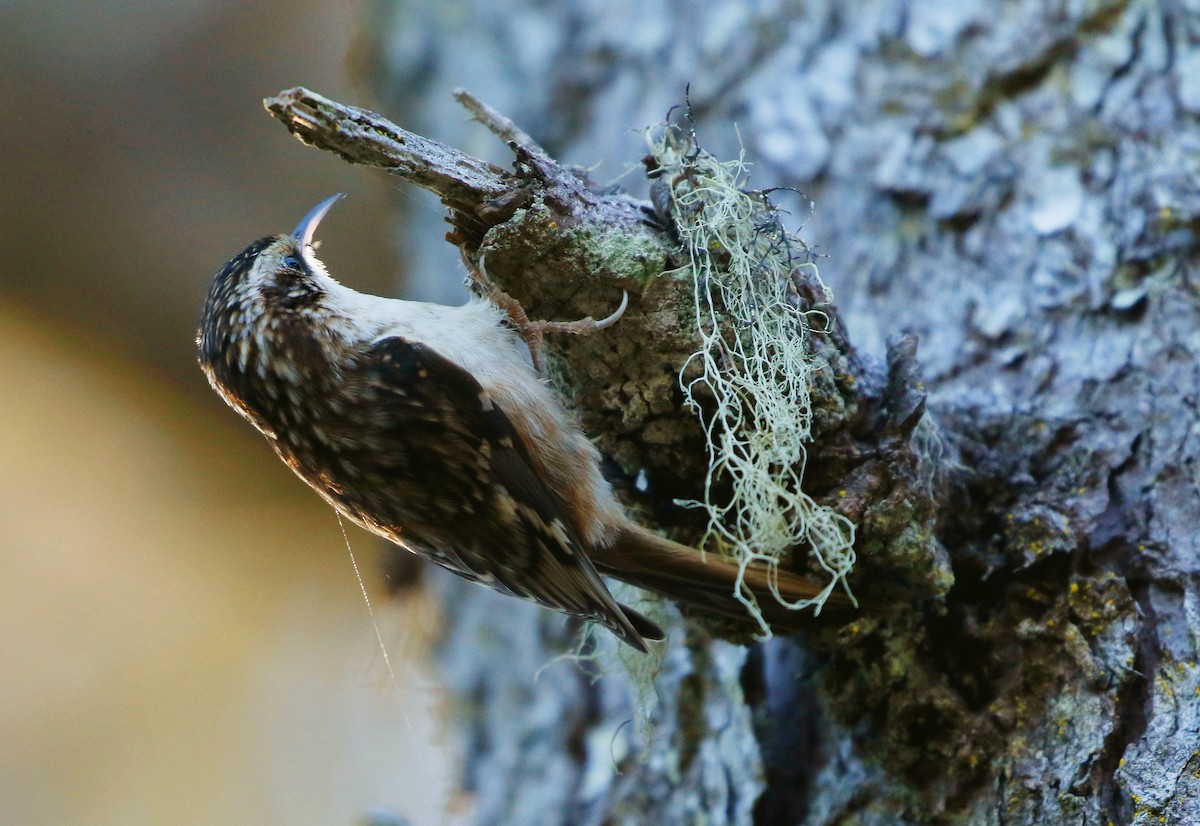 Brown Creeper - ML274888341