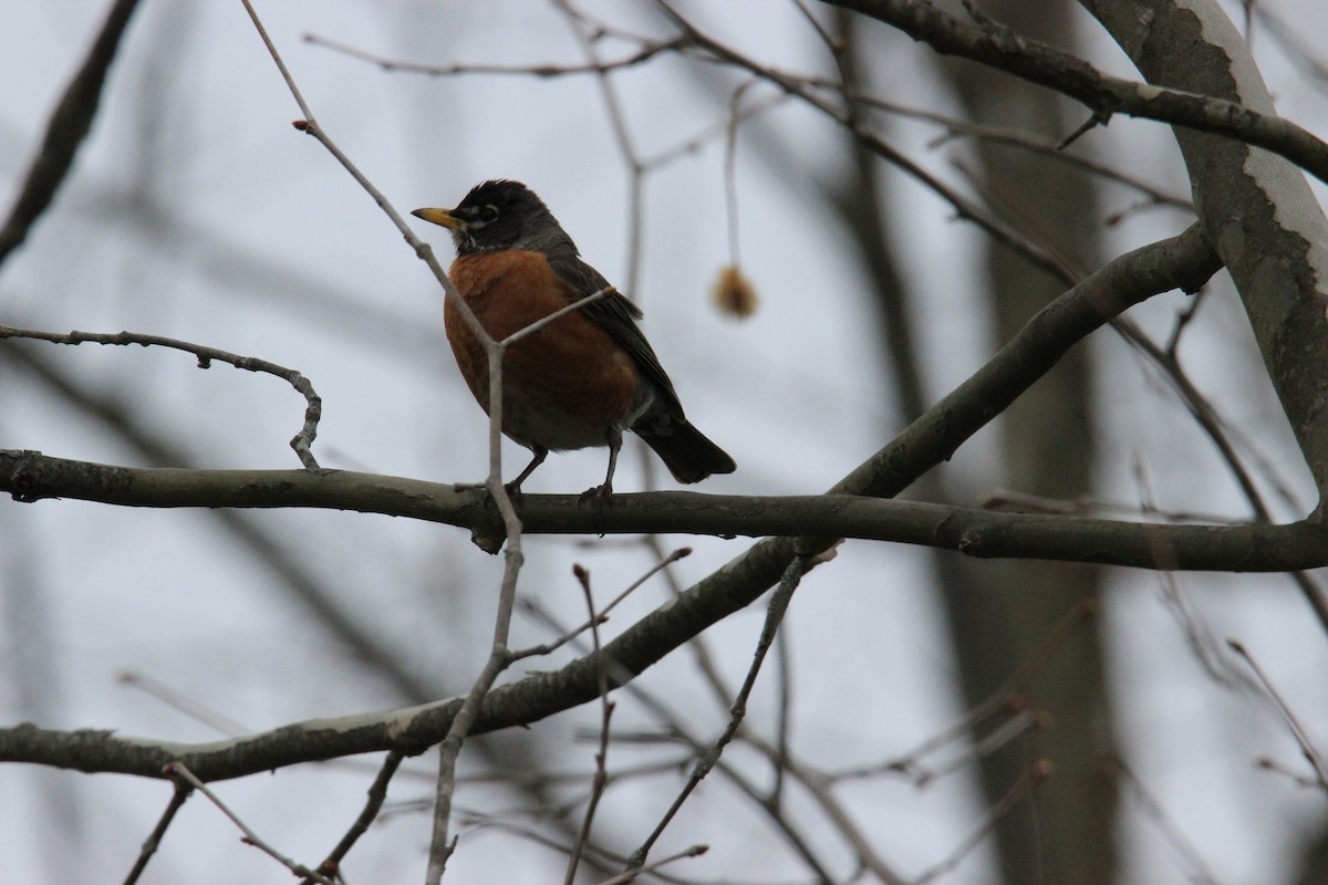 American Robin - ML27488841