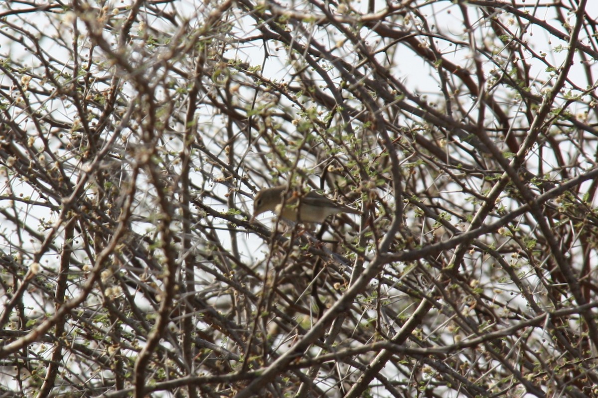 Eastern Olivaceous Warbler - ML27489001