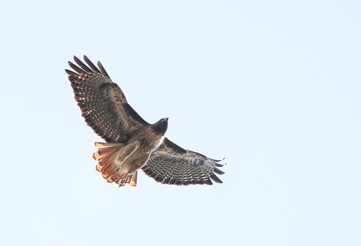 káně rudochvostá (ssp. calurus/alascensis) - ML274891231