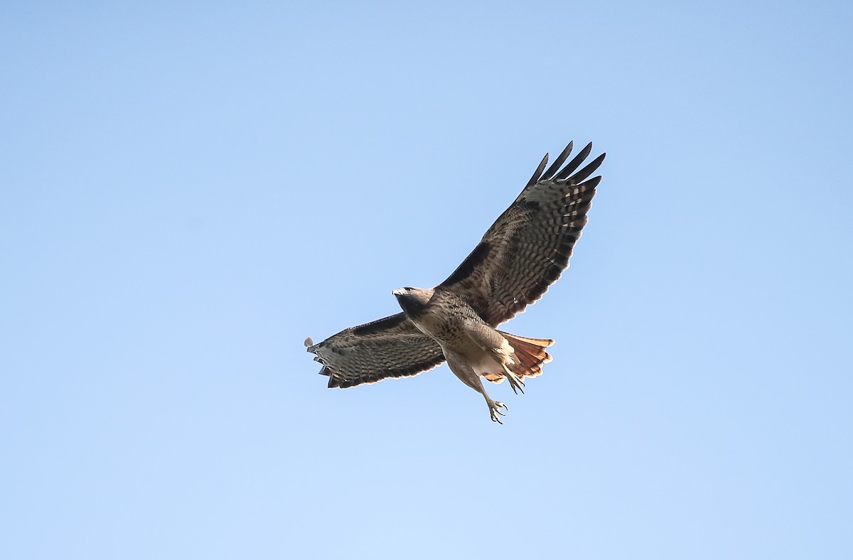 káně rudochvostá (ssp. calurus/alascensis) - ML274891241