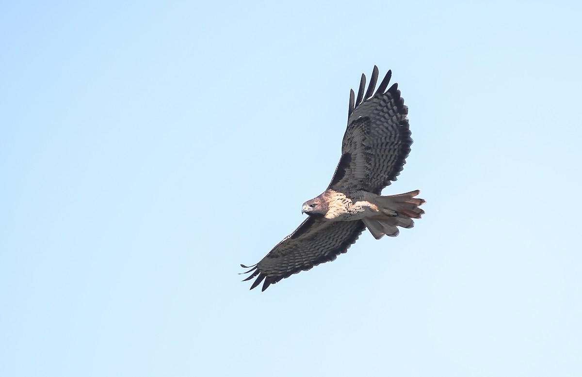 Red-tailed Hawk (calurus/alascensis) - ML274891271