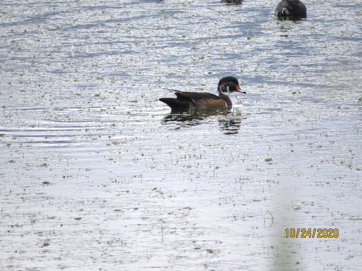 Wood Duck - Bob A