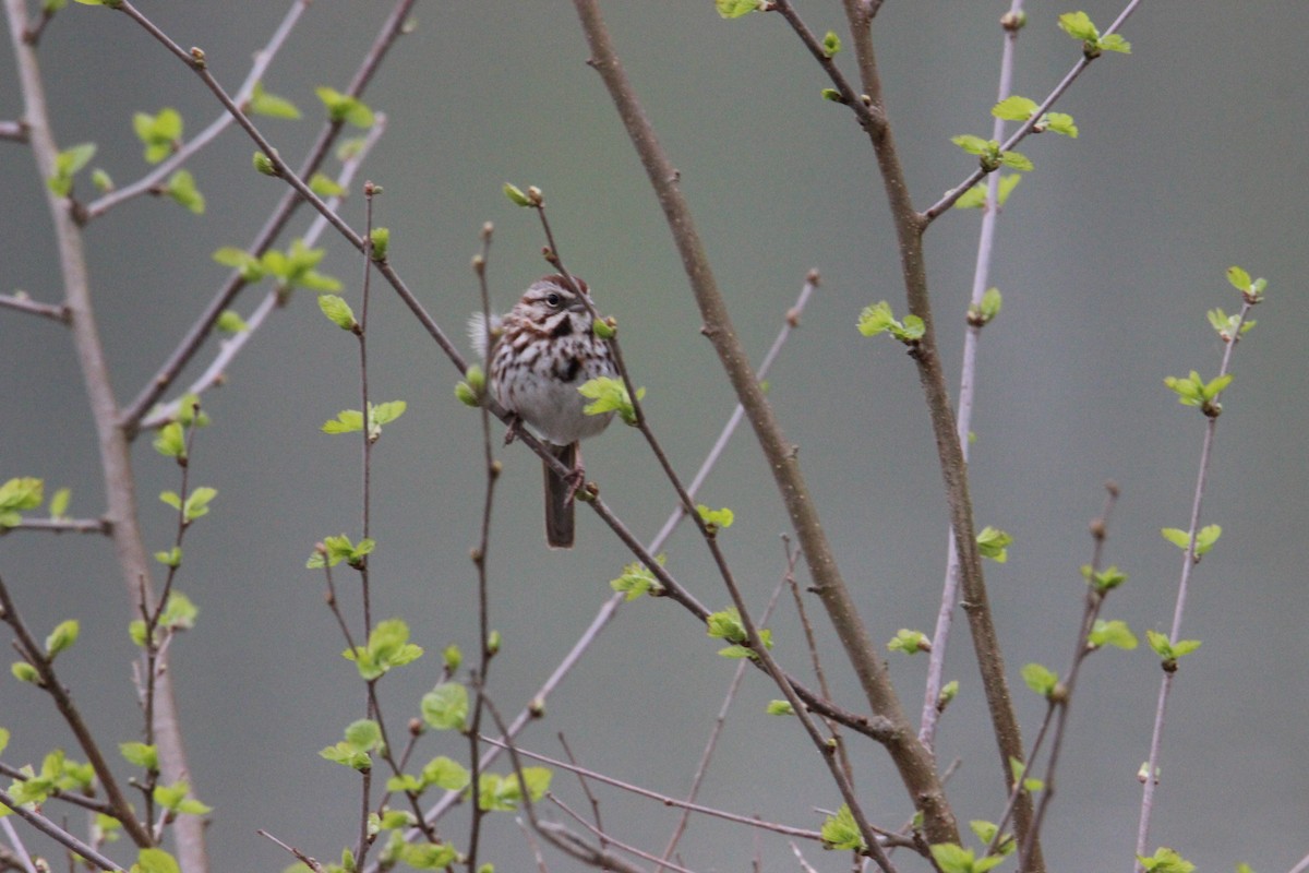 Song Sparrow - ML27489211